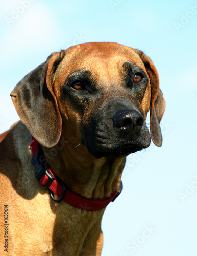 portrait rhodesian