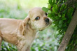 puppy puppy