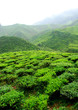 tea plantation