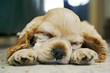 cute sleeping puppy cute sleeping puppy
