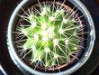 pti cactus