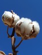 blanc coton et ciel bleu 01