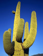 saguarocactus#4
