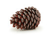 pine cone isolated on white