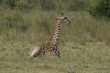 masai giraffe