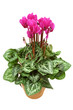 cyclamen