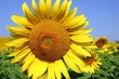 tournesol