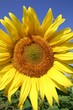 tournesol