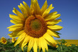 tournesol