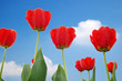 spring flowers