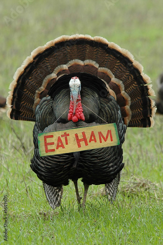 Photo: 'eat ham' turkey 'eat ham' turkey