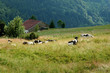 ferme de montagne