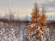 winter landscape winter landscape