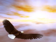 eagle 1