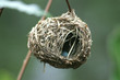 Photo: weaver nest weaver nest