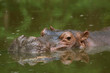 hippo