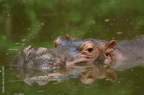 Photo: hippo hippo