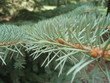 pine pine