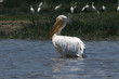 great white pelican
