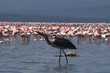 drinking marabou stork drinking marabou stork