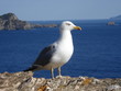 goeland