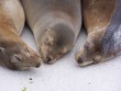 sieste entre amis sieste entre amis
