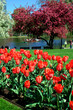 boston public garden in spring boston public garden in spring