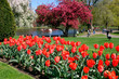 boston public garden in spring boston public garden in spring