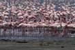 Photo: lesser flamingo's lesser flamingo's