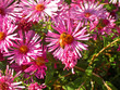 bee with pink flowers bee with pink flowers