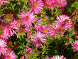 bees with pink flowers bees with pink flowers