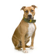 american staffordshire terrier