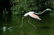 flamingo