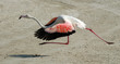 flamingo running