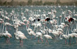 flamingo in watter