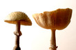 mushrooms