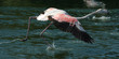 flamingo