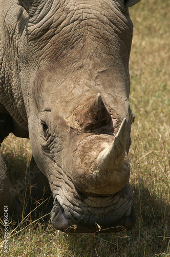 white rhino face in nakuru white rhino face in nakuru