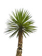 palme