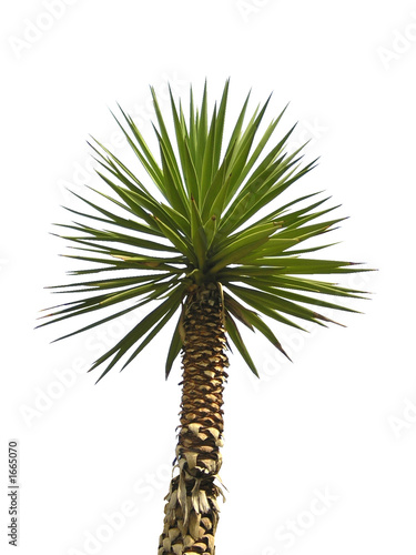 palme