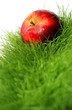 manzana
