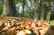 herbst-impressionen