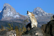 call of the wild call of the wild