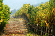 vineyard