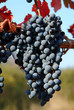 Foto: wine grapes wine grapes