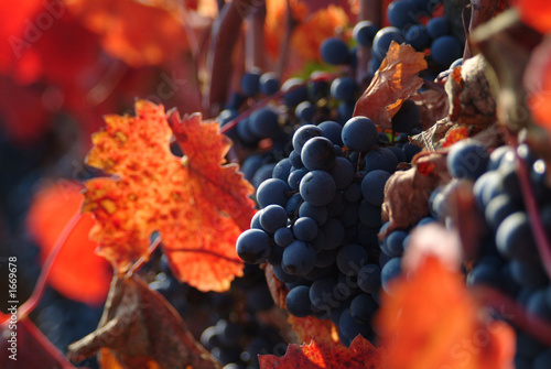 Foto: wine grapes wine grapes