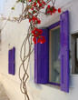 purple window purple window