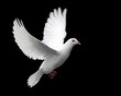 white dove in flight 1 white dove in flight 1