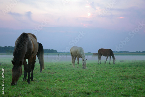 horses in the mist