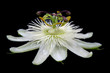 white passion flower